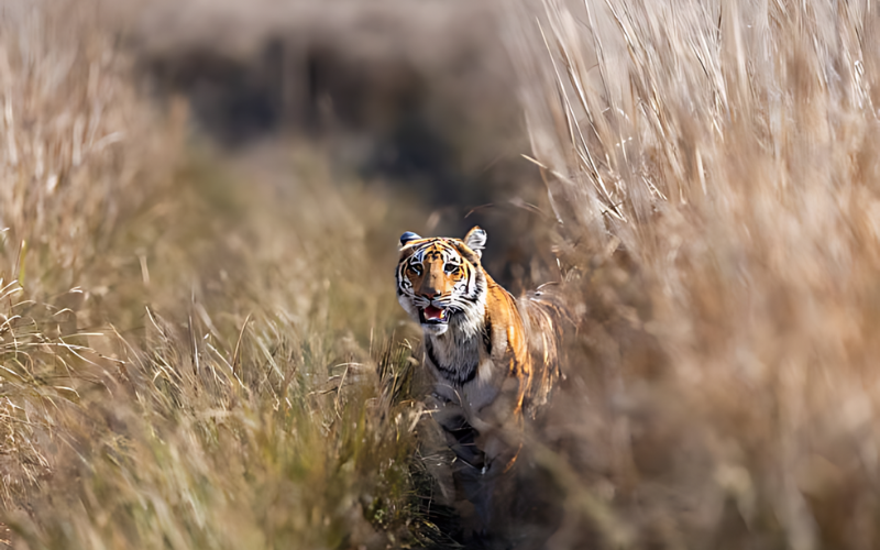 The Wild Heart of Rajasthan